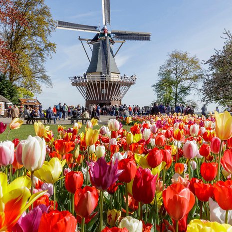 Keukenhof on puutarhoista kauneimpia.