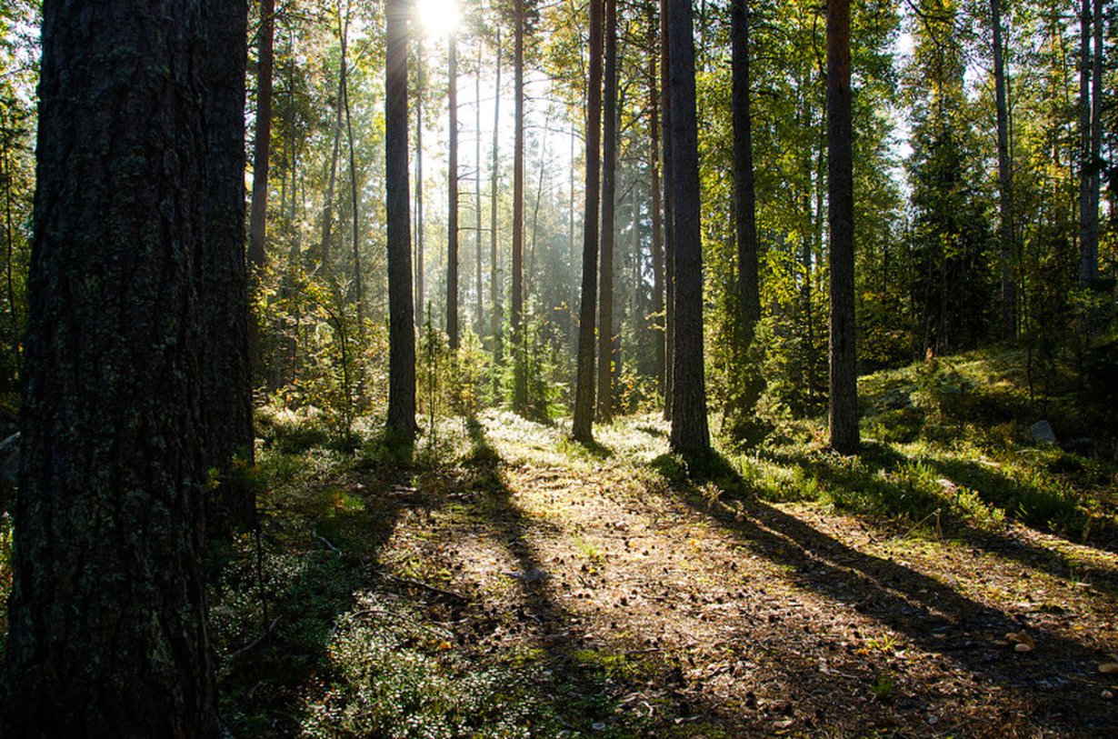 Mets&auml; on meren ohella t&auml;rke&auml; paikka Lenitalle.
