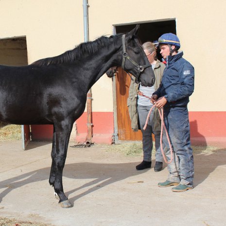 Naisten yhteishevonen on puolitoistavuotias orivarsa Drop de Sardane.