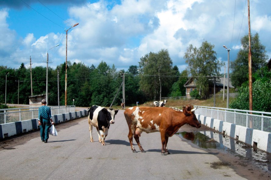 Kuittisen kyl&auml;t lehm&auml;t liikkuvat vapaasti miss&auml; haluvat!