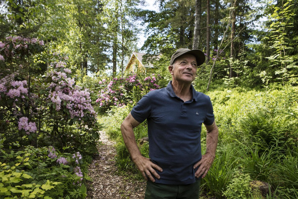 Ensimmäisenä kukinnan aloittaa aina vaaleanpunainen alppiruusu.