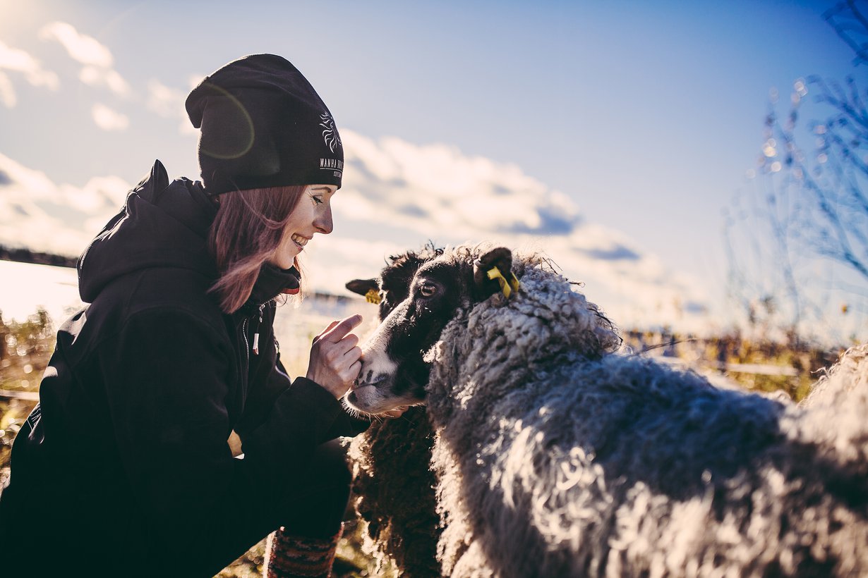 Tilan lampaat ovat uhanalaisia kainuunharmaita.