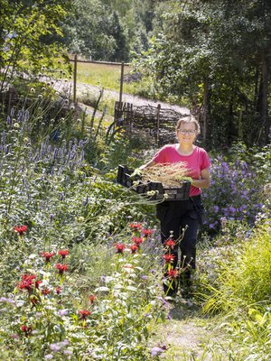 Erja käyttää taimituotannossa mieluiten omien kasvien siemeniä. Hän kerää sitä varten talteen kukkineita  kukkavarsia.