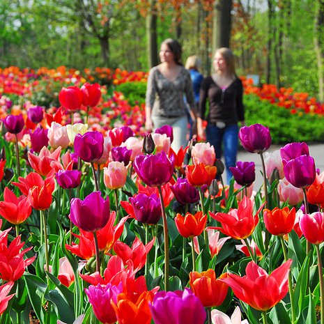 Keukenhof on kukkinut vuodesta 1950.