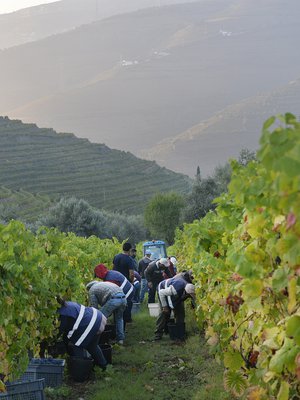 Rypäleet kerätään käsin Valladon tilalla Reguan seudulla. 