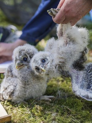 Hannu Pietiäinen tutkii viirupöllön poikasta.