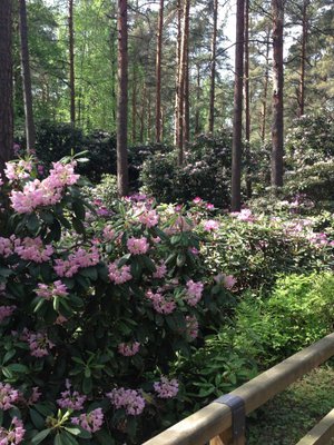 Puistoa halkovat leve&auml;t, esteett&ouml;m&auml;t hiekkak&auml;velytiet.