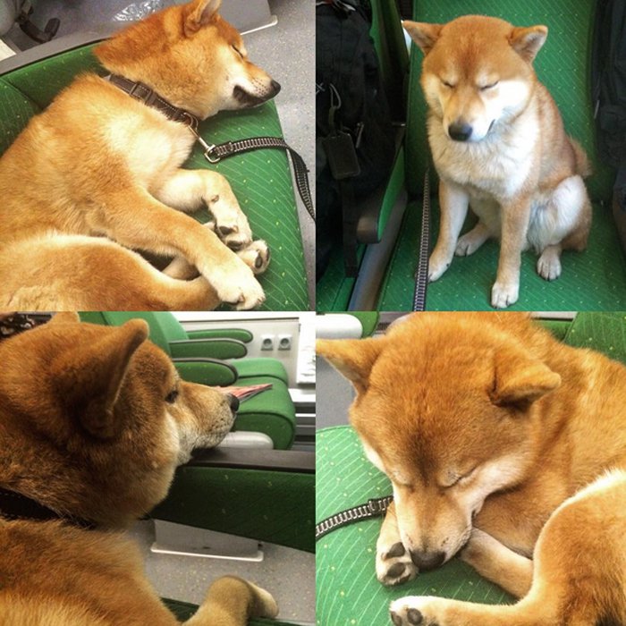 Yleensä viimeiset sata kilometriä Helsinki-Oulu-välillä on näin tyhjää junan lemmikkivaunussa - ja näin väsynyt shiba inu. 