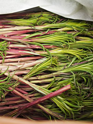 Maitohorsman versoissa on paljon C-vitamiinia ja ne hoitavat suolistoa ja limakalvoja. Kuva: <span class="photographer">Sanoma-arkisto / Kimmo Taskinen</span>