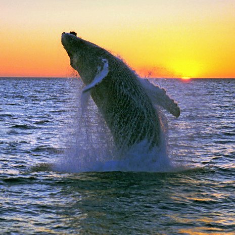 Ryhävalaat viettävät kesät pohjoisen viileissä vesissä ja talvet etelän lämmössä. Uintimatkaa kertyy vuodessa  25 000 kilometriä.