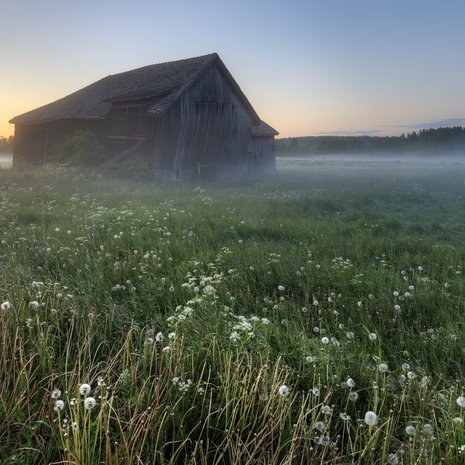 Kun kierii alasti kasteisella pellolla, potkii onni rakkaudessa. 