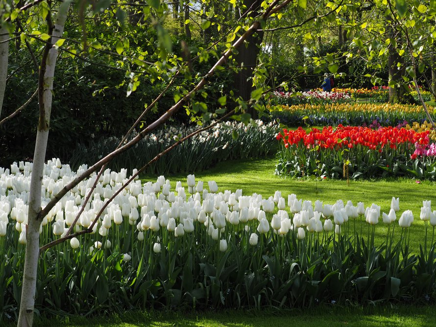 Keukenhof-kuvat ovat usein räiskyvän värikkäitä, mutta kyllä siellä hillittyjäkin istutuksia on.