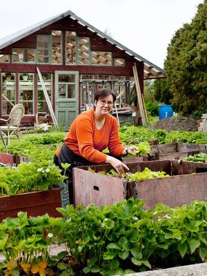 Lotta kasvattaa laatikoissa mansikoita, porkkanoita ja palsternakkaa.