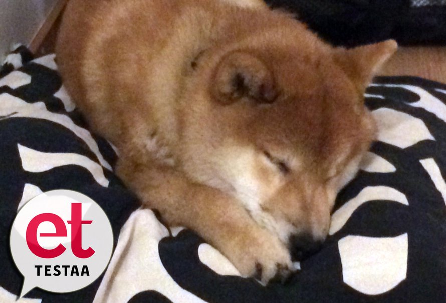 Shiba inun pentu Dog Monitor -sovelluksen zoomaamana.