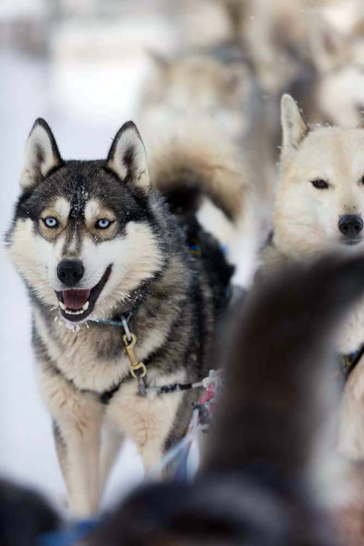 Husky valmiina ajelulle.