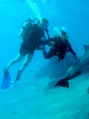 Delfiinit asuvat altaassa, josta pääsee vapaasti merelle. Niiden luo ei saa sukeltaa, vaan ne tulevat vierailijan luo, jos haluavat. Vain kouluttaja saa koskea niihin. Yksi riutan vanhimmista asukeista, Nana, tuli pyytämään rapsutusta kouluttajalta.