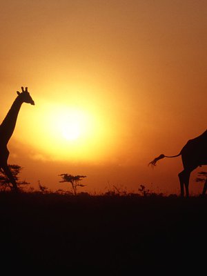 Safarille voi mennä mihin vuodenaikaan tahansa. Kuivana aikana eläimiä näkee paremmin.