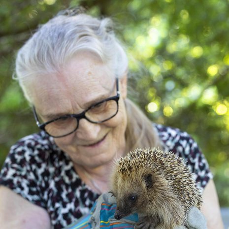 Isla-siili päätyi Armin hoitoon pienenä poikasena. Se käy joka ilta ruokailemassa pihassa.