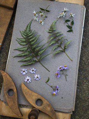 Luonnonlajien lisäksi voi kuivata myös puutarhakasveja. Japaninhiirenportaan lehdistä ja varjoasterin kukista tulee kaunis taulu.